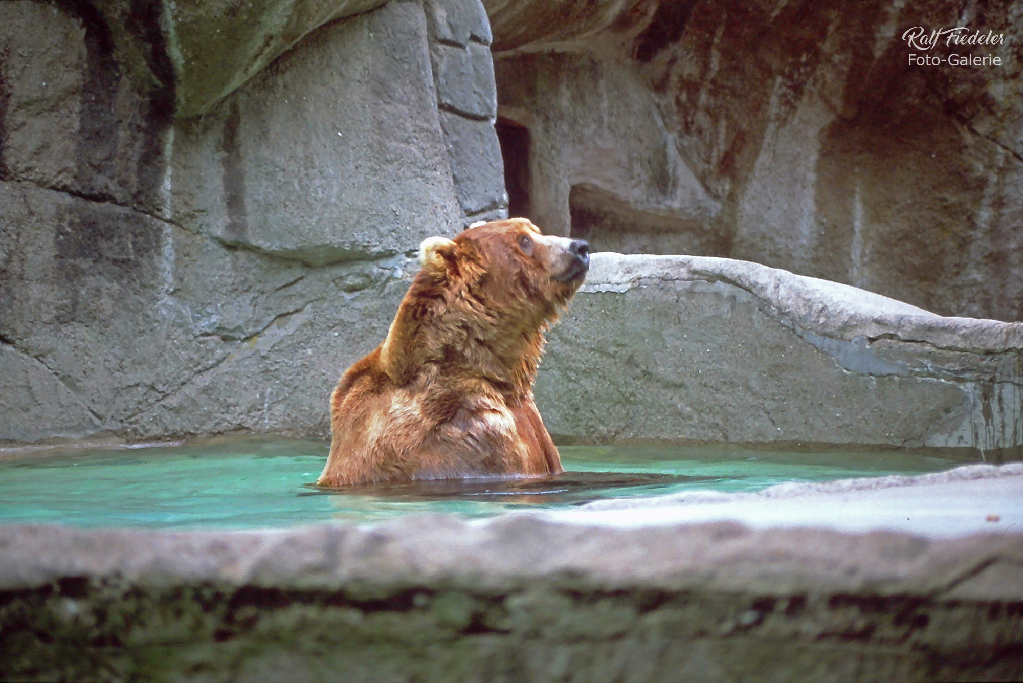 Grislybär badet im Bassin in Hagenbecks Tierpark in Hamburg