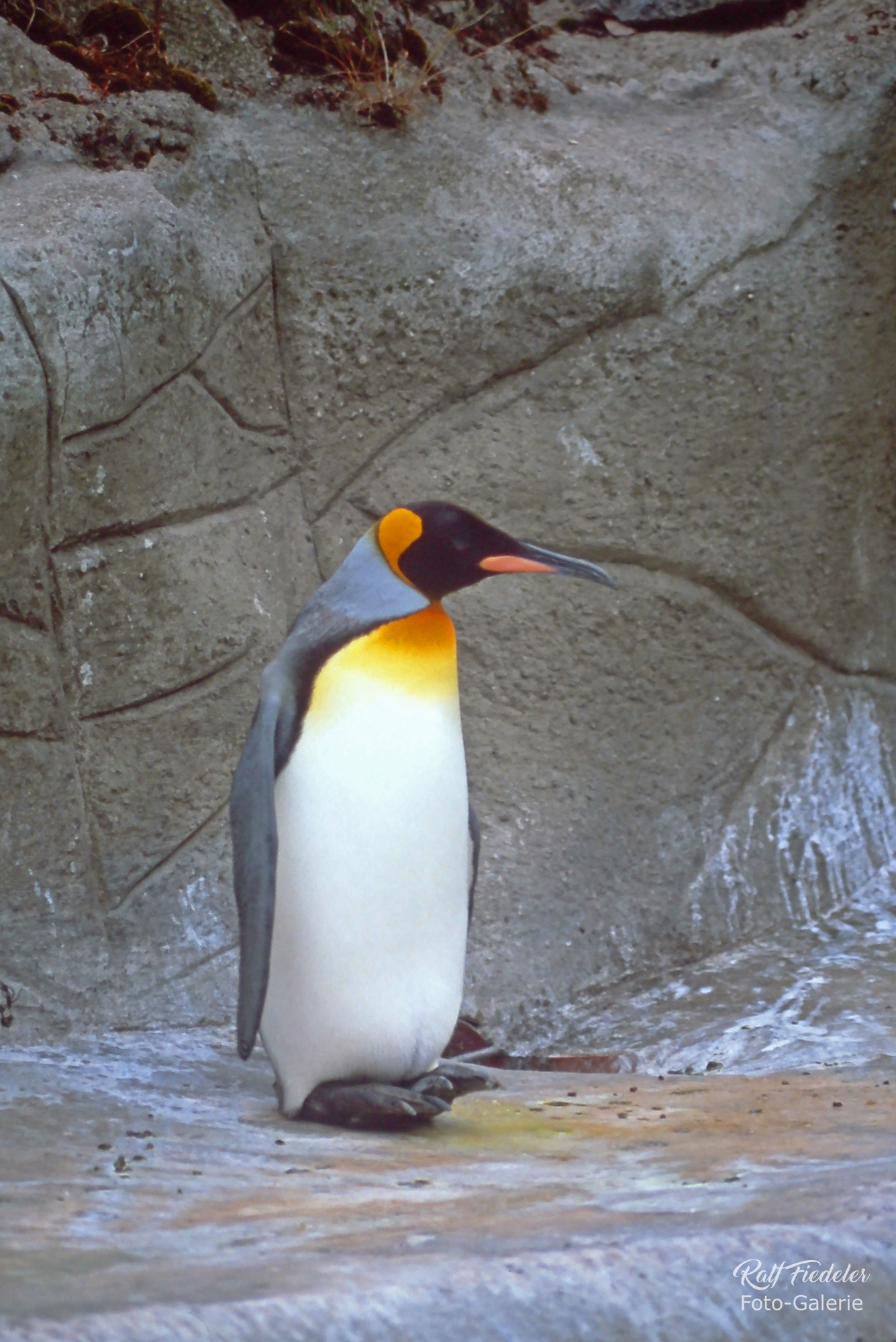 Pinguin in Hagenbecks Tierpark in Hamburg