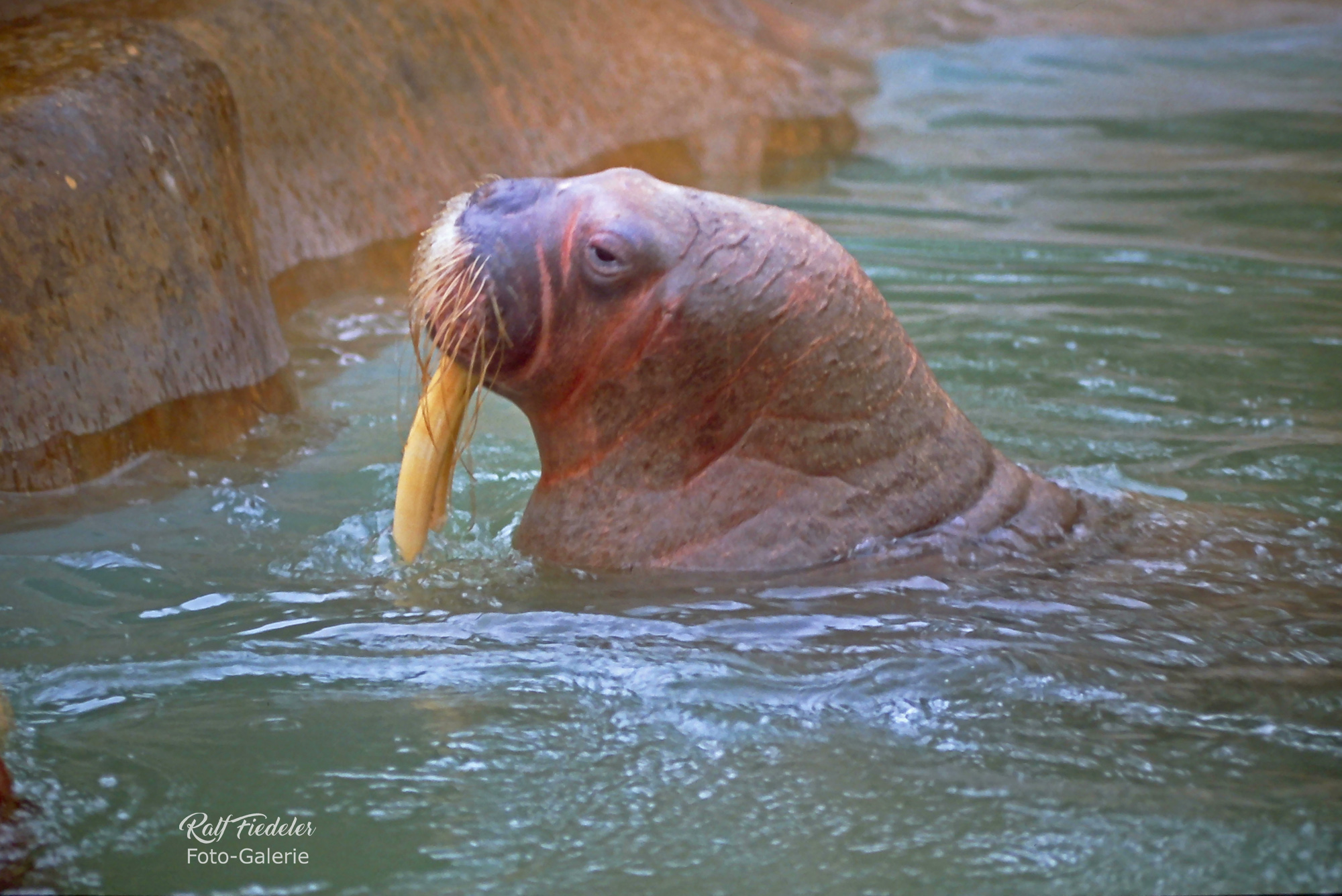 Antje das Walross in Hagenbecks Tierpark in Hamburg