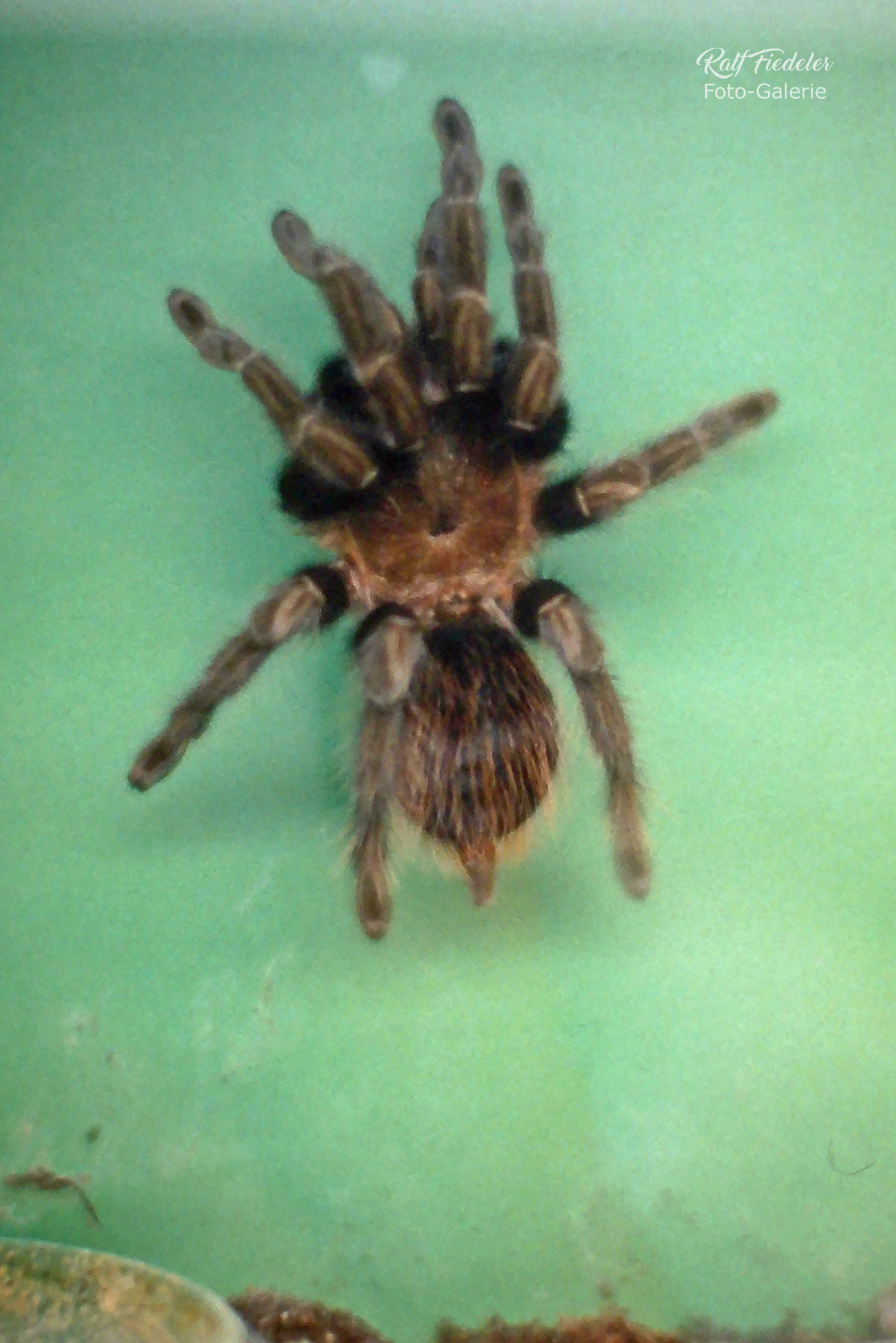 Vogelspinne nah in einem Terrarium im Zoogeschäft in Kaufbeuren