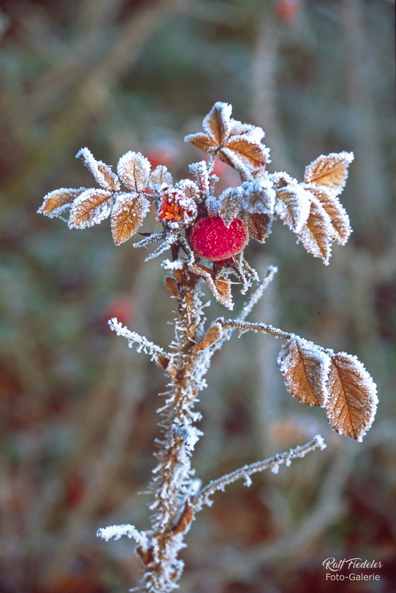 Hagebutte mit Raureif überzuckert im Siabbenmoor in Jever