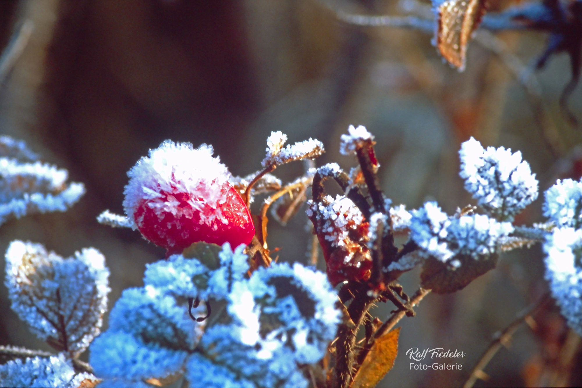 Hagebutte mit Raureif überzuckert im Siabbenmoor in Jever
