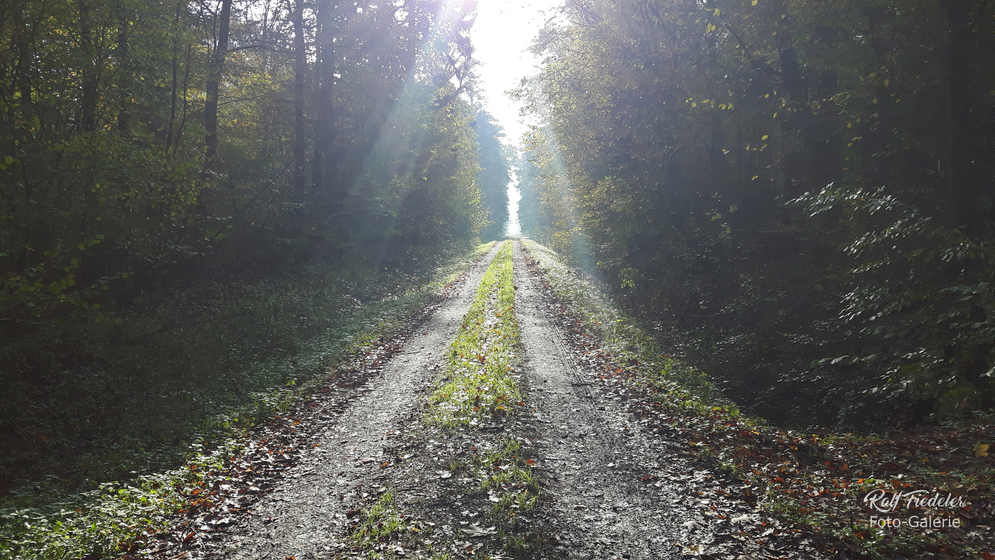 Waldweg im Gegenlicht