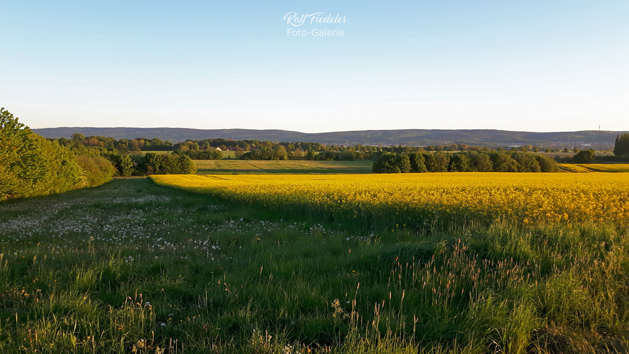 Rapsfeld im Abendlicht bei Großgoltern