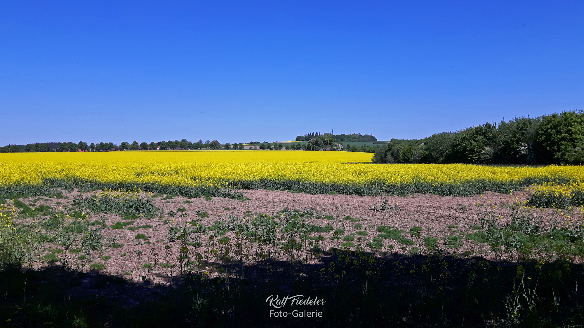 Rapsfeld im Nachmittagslicht bei Barsinghausen