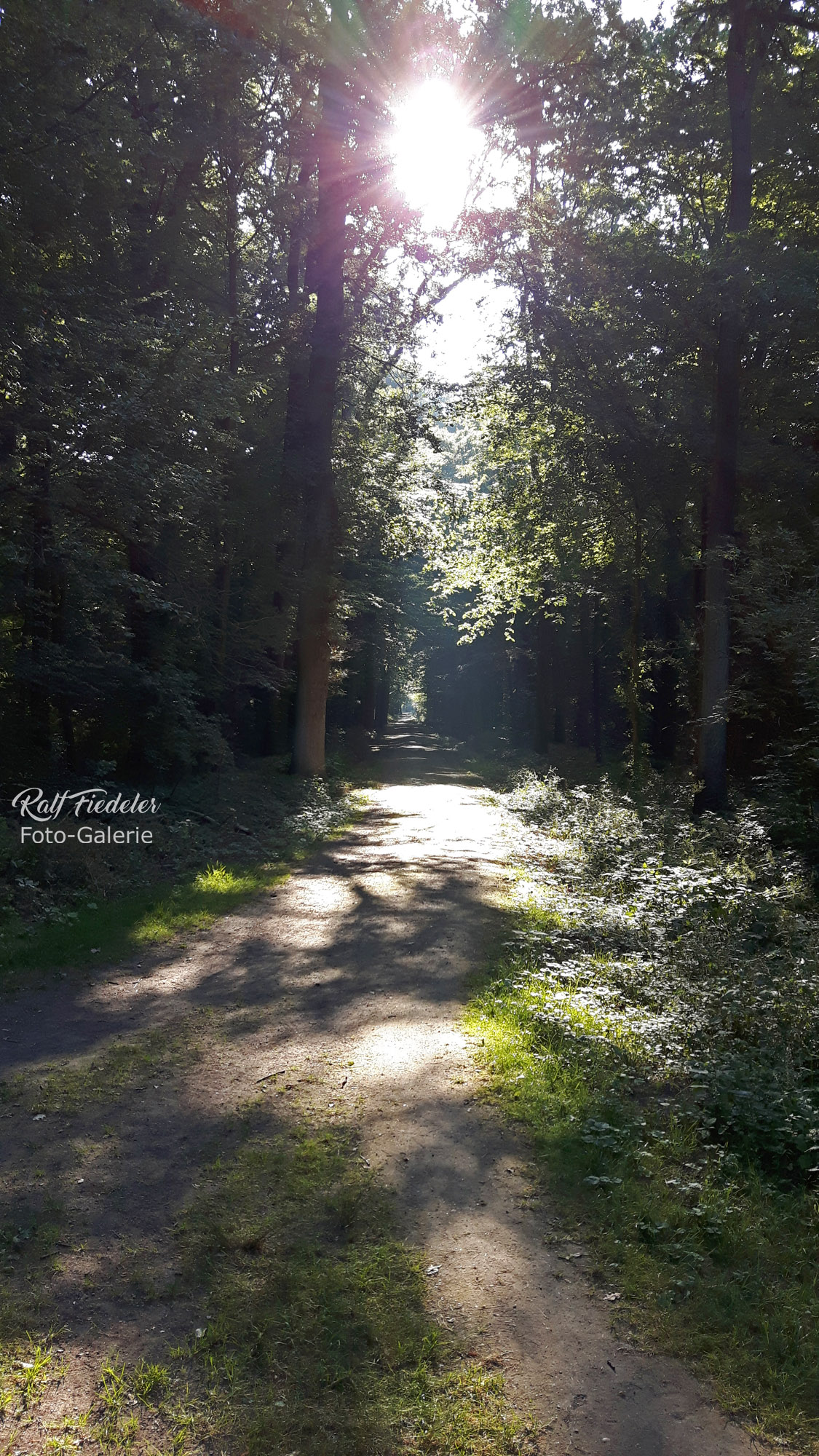 Waldweg im Stadtwald Seelhorst am Morgen