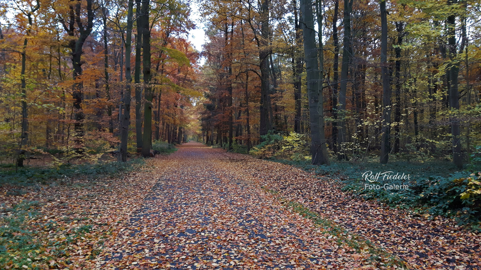 Herbststimmung auf einem Waldweg in der Eilenriede