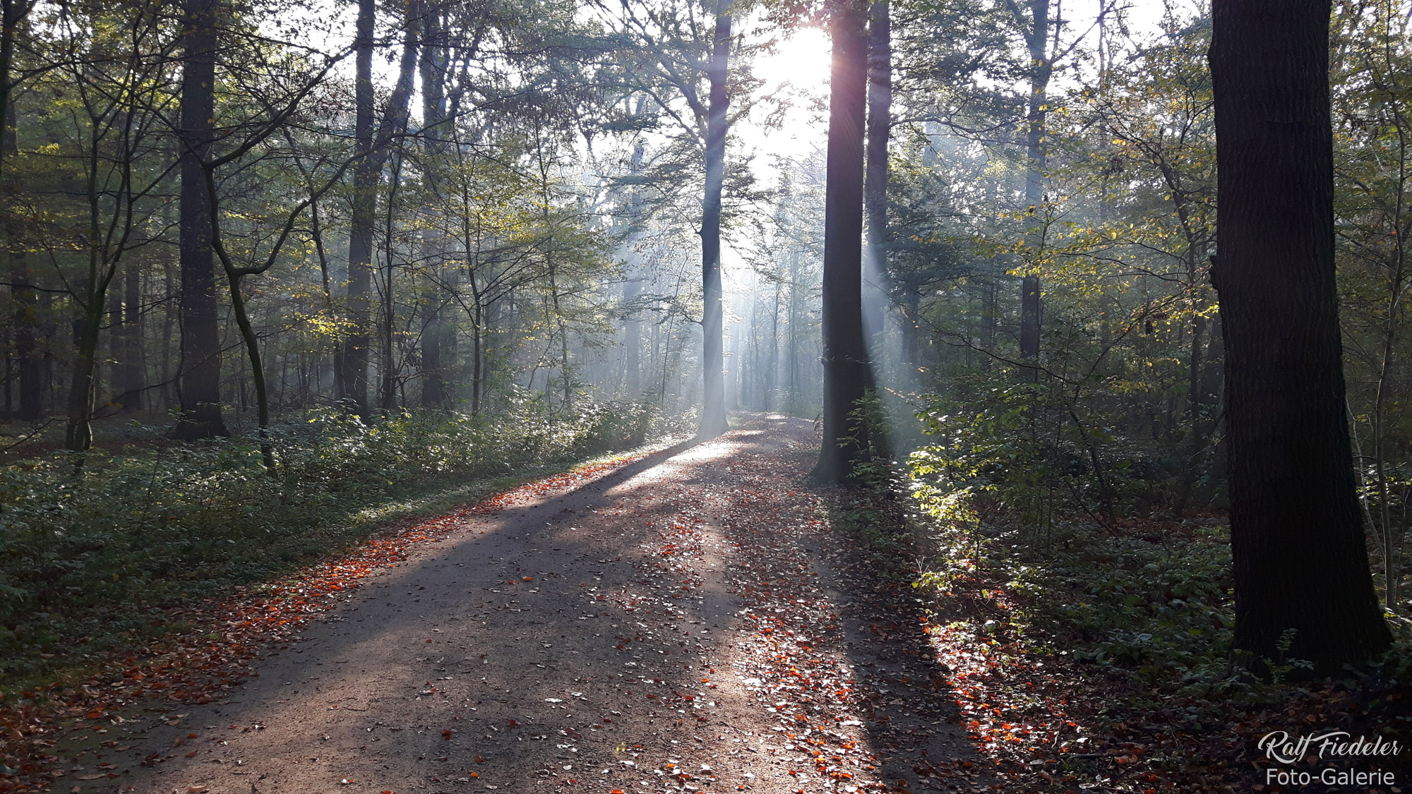 Gegenlichtaufnahme auf einem Waldweg im Stadtwald Seelhorst