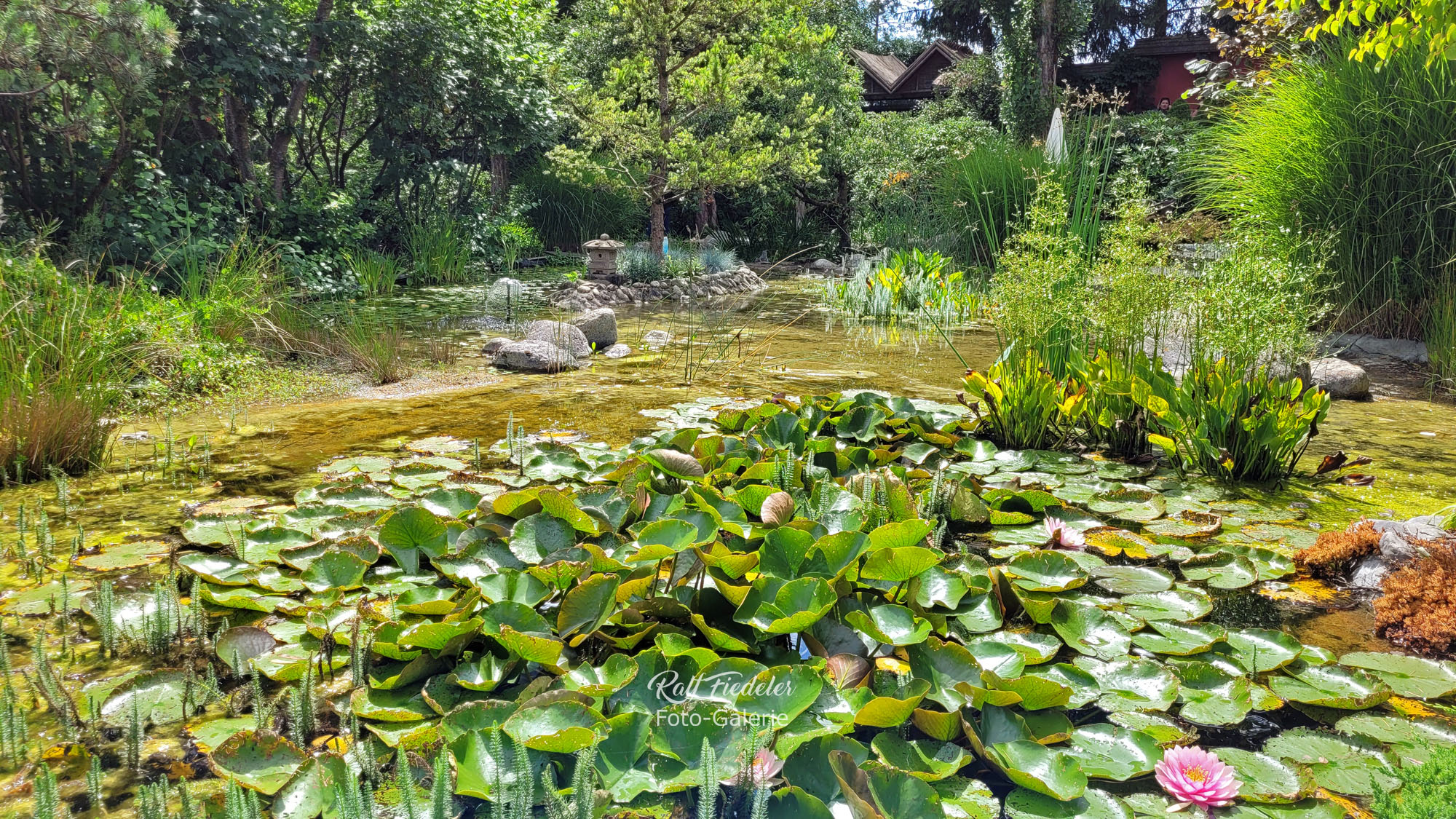 Seerosenteich im Lotus Garten in Rothenburg ob der Tauber