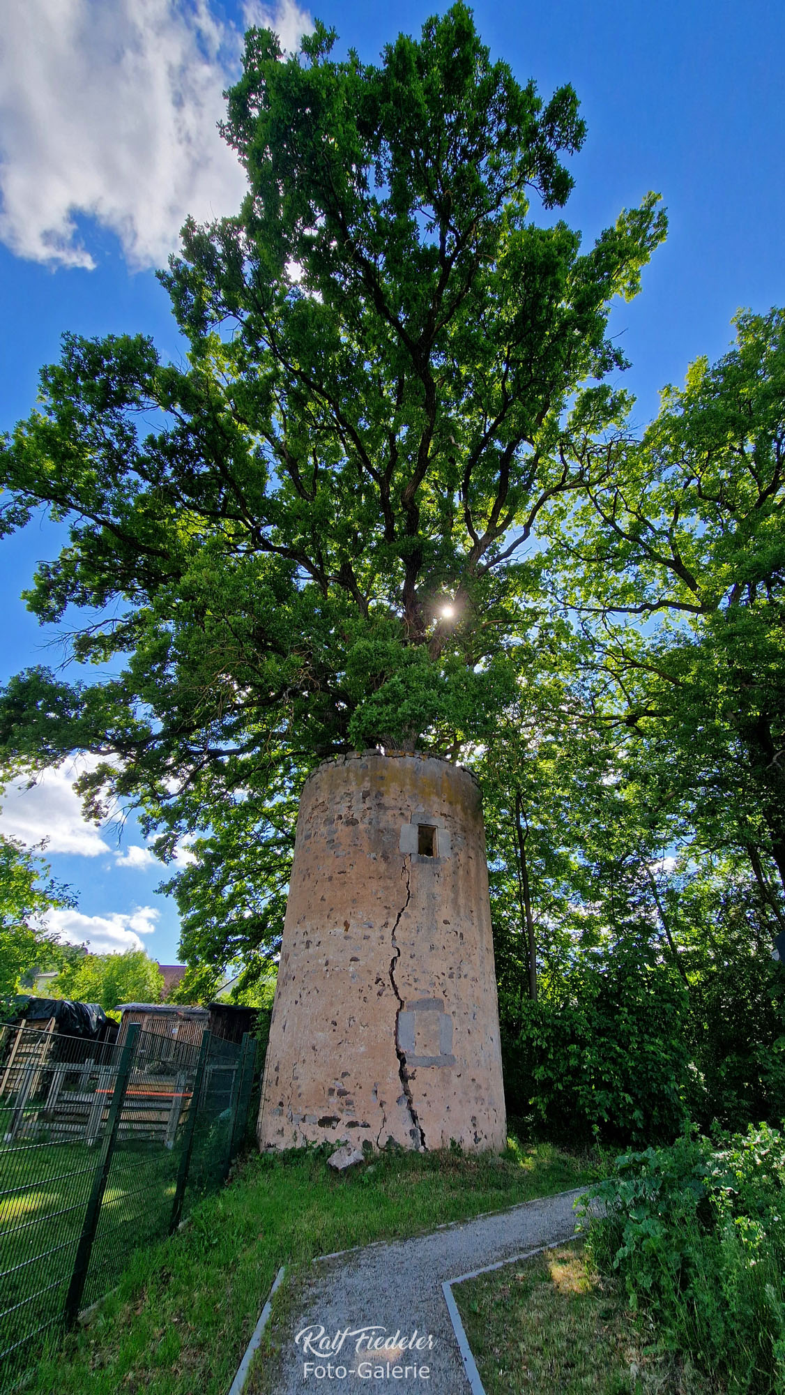Baum im alten Turm in Virnsberg von außen