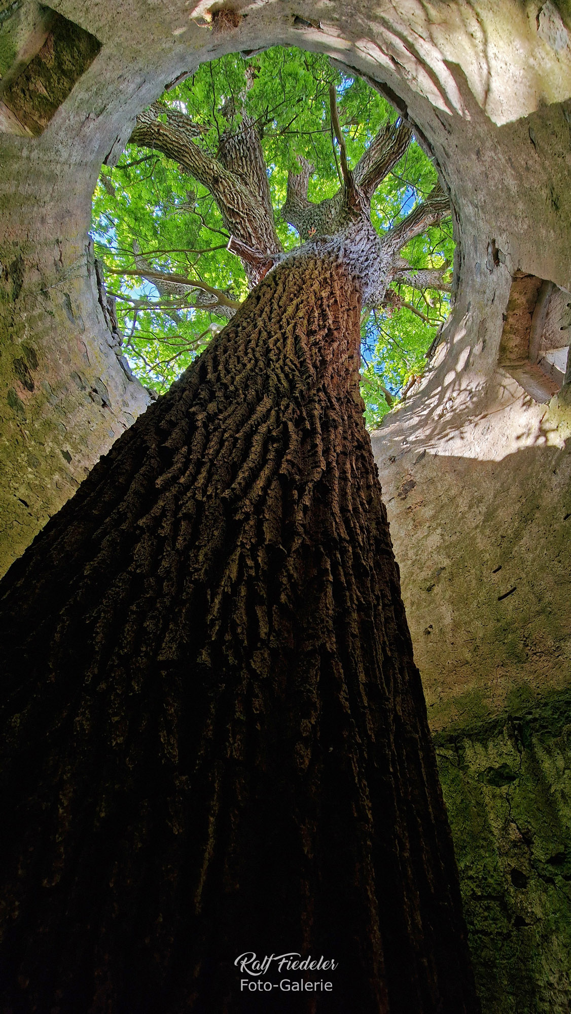 Baum im alten Turm in Virnsberg von innen
