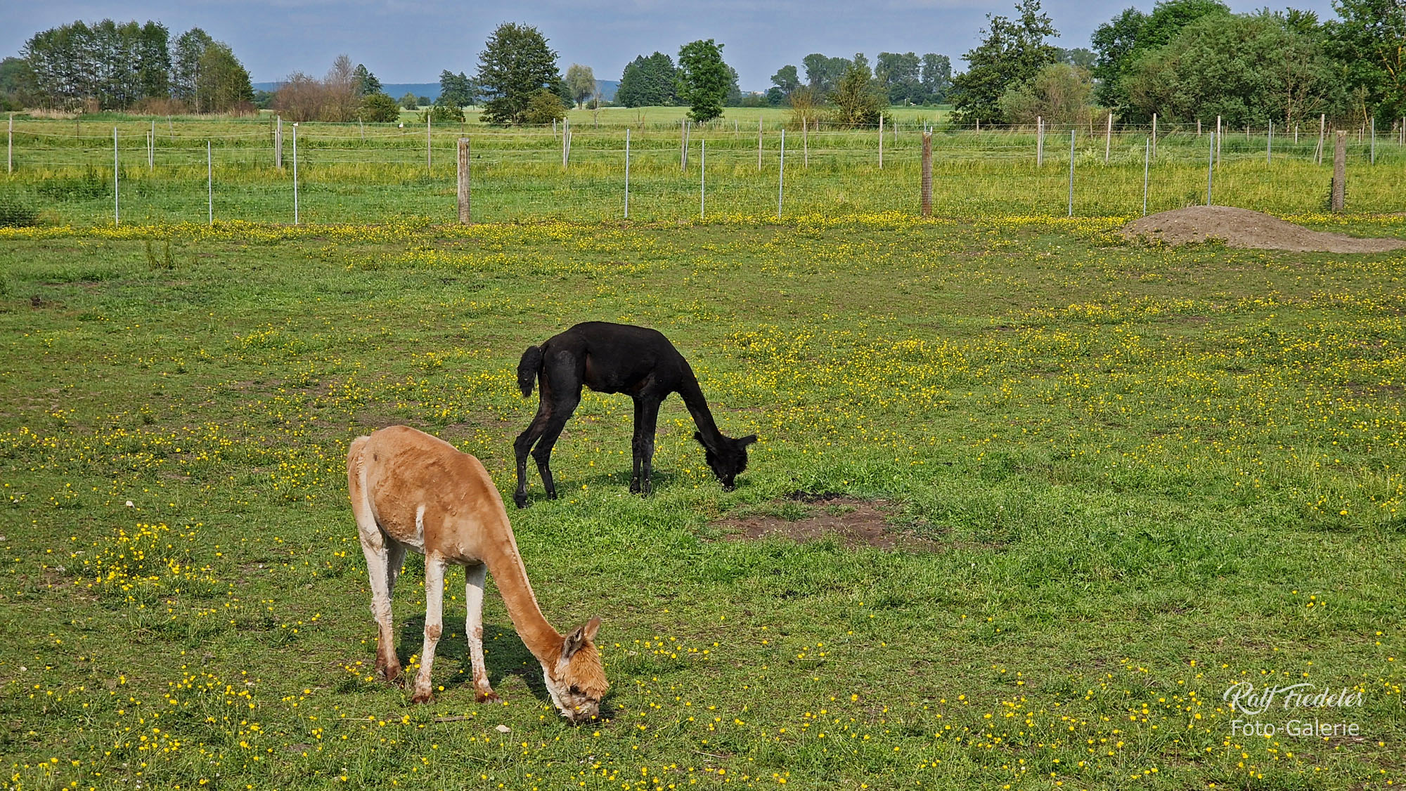 Zwei von Hannas Glücks-Alpakas auf der grünen Wiese bei Ulsenheim
