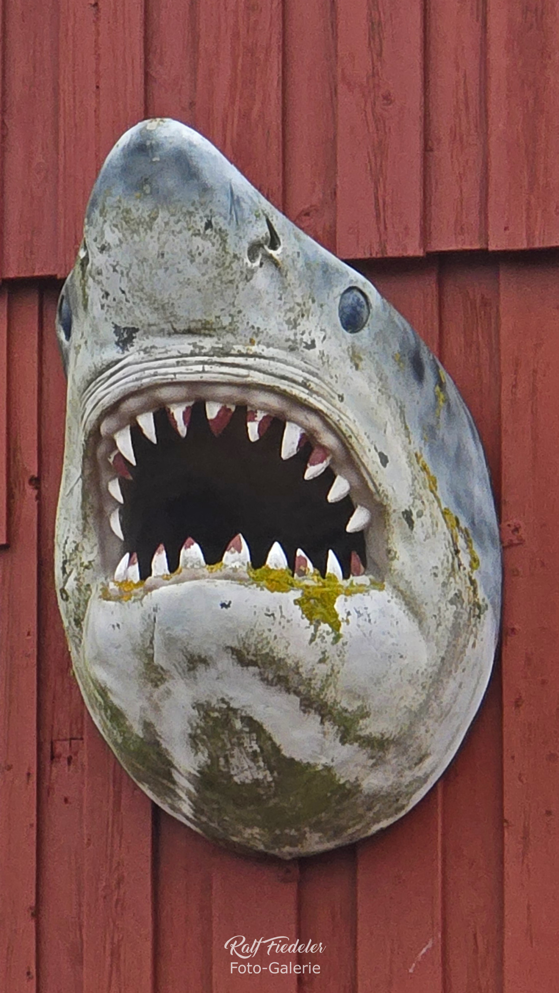 Haifisch-Dekoration an der Fischerhütte vom Fischer Kruse