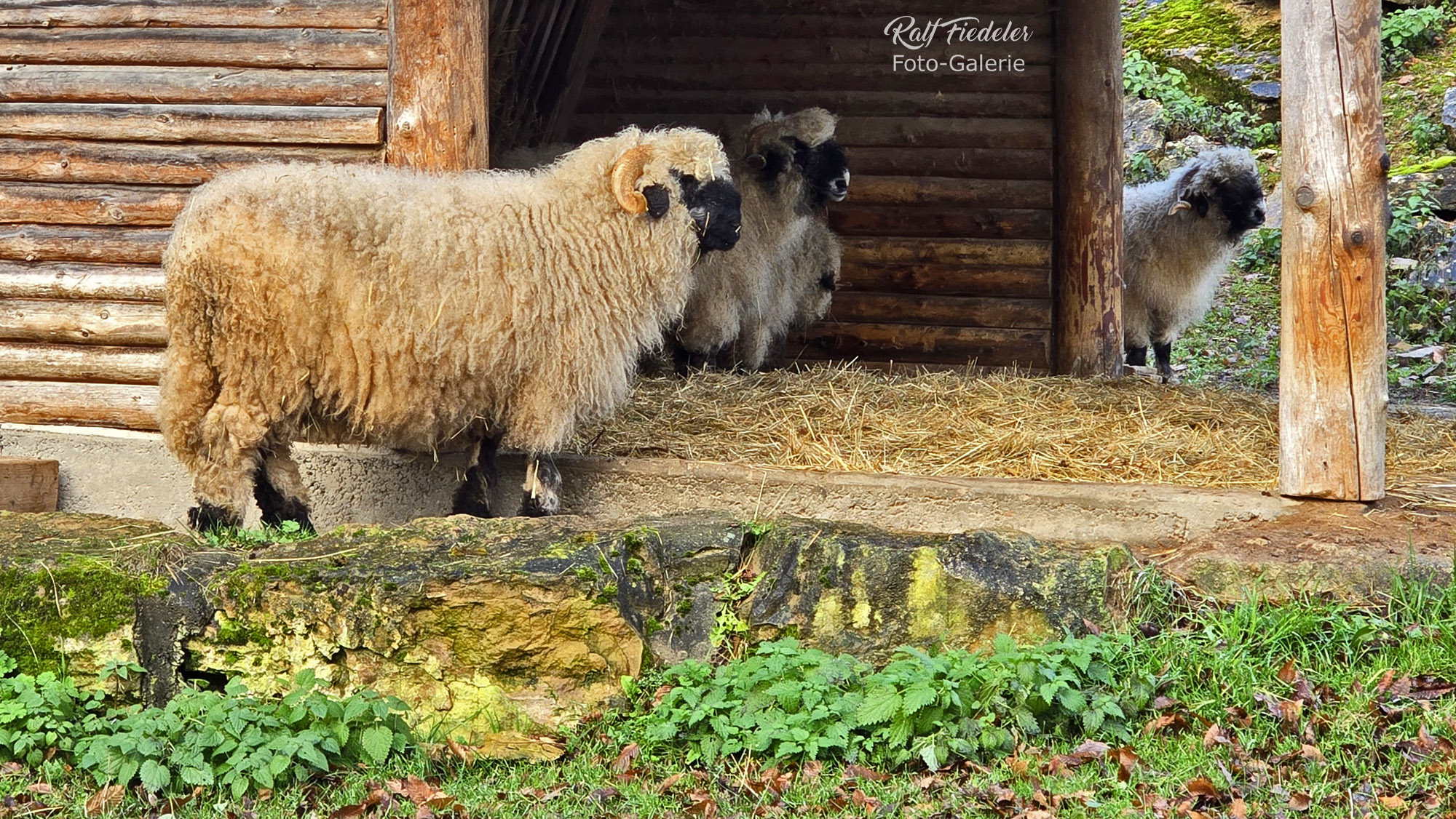 Wollscharfe beim Winter-Funkeln im Wildpark Bad Mergentheim